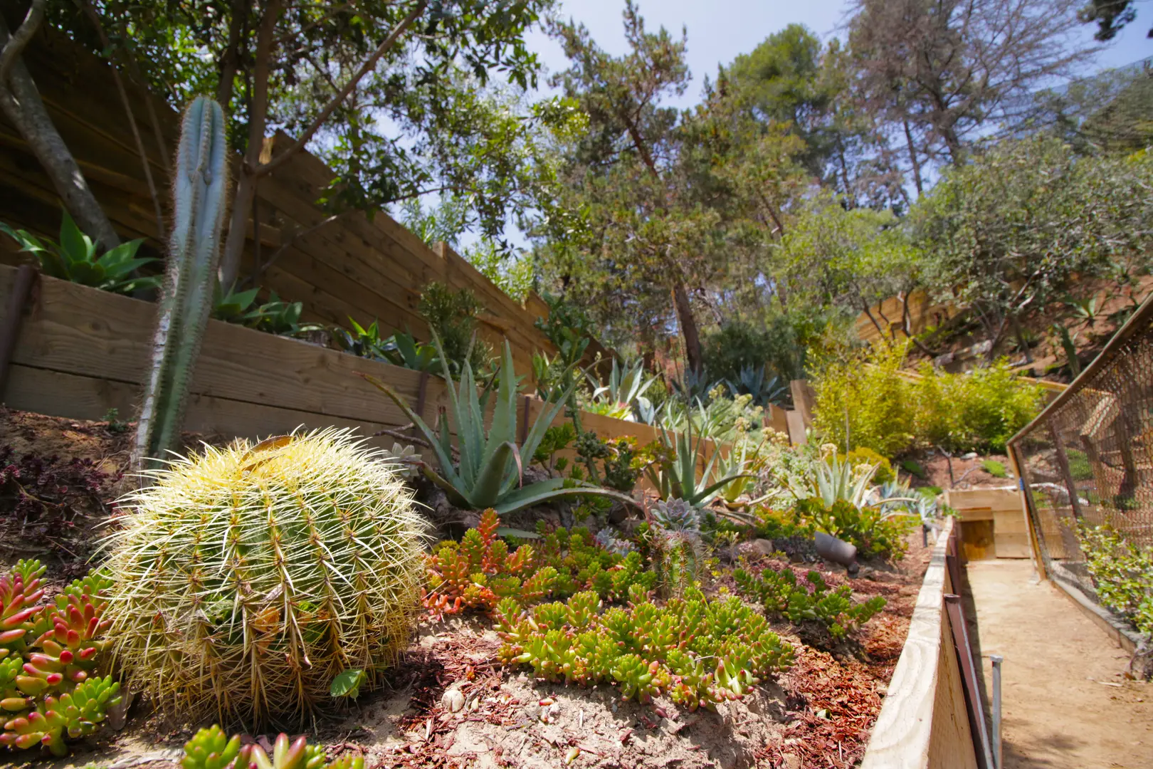A garden with various succulents and cacti on a sunny hillside.