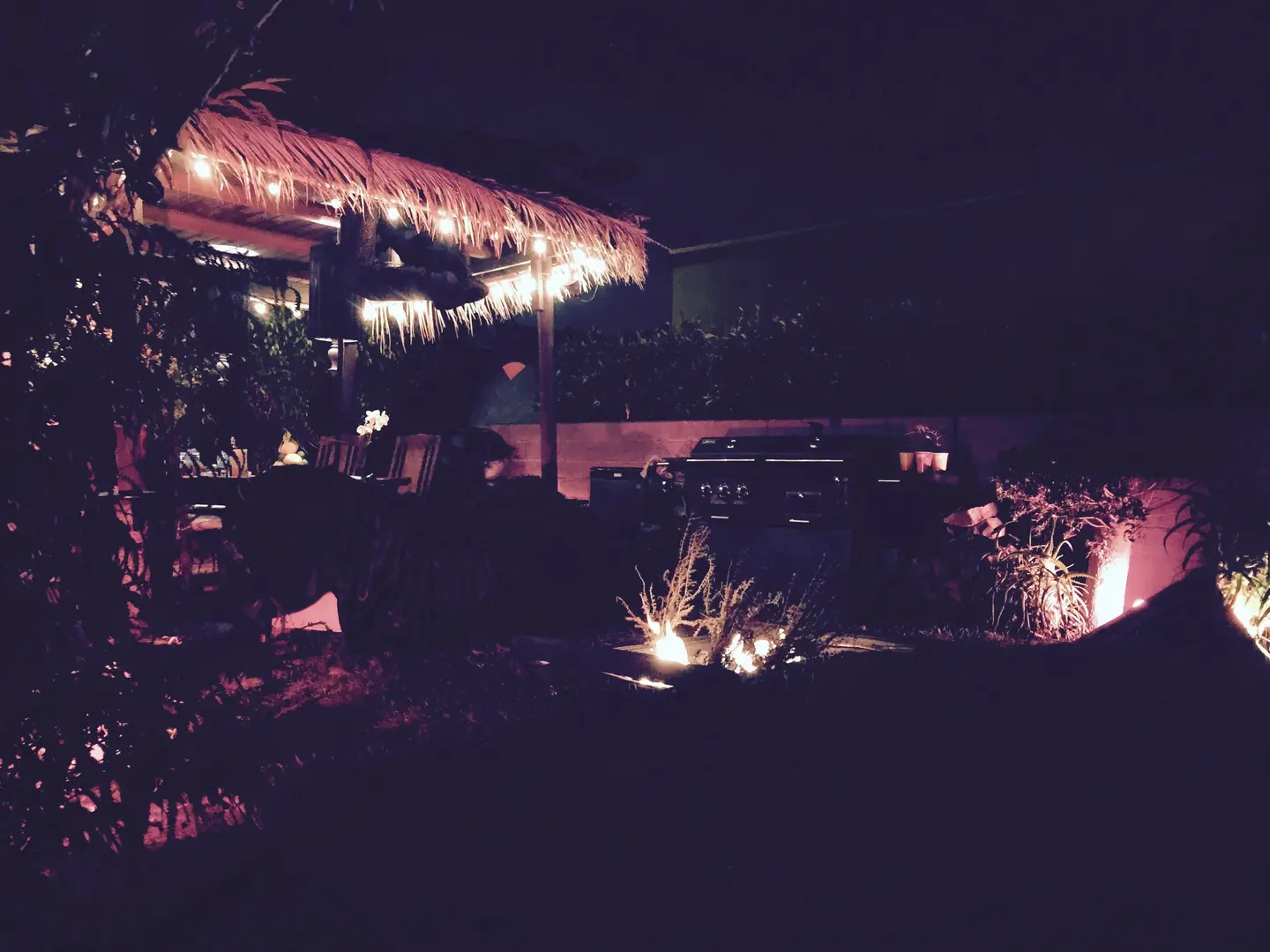 A nighttime outdoor scene with illuminated plants and a building with string lights.