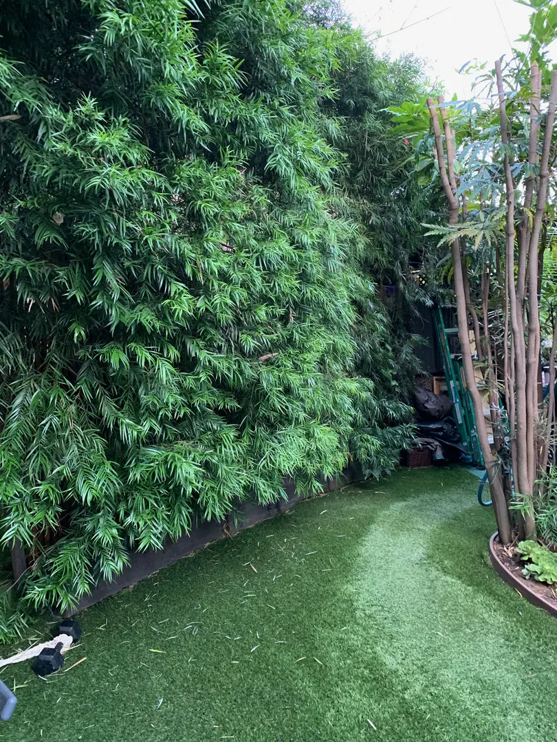 A lush green garden pathway with dense foliage and trimmed grass.
