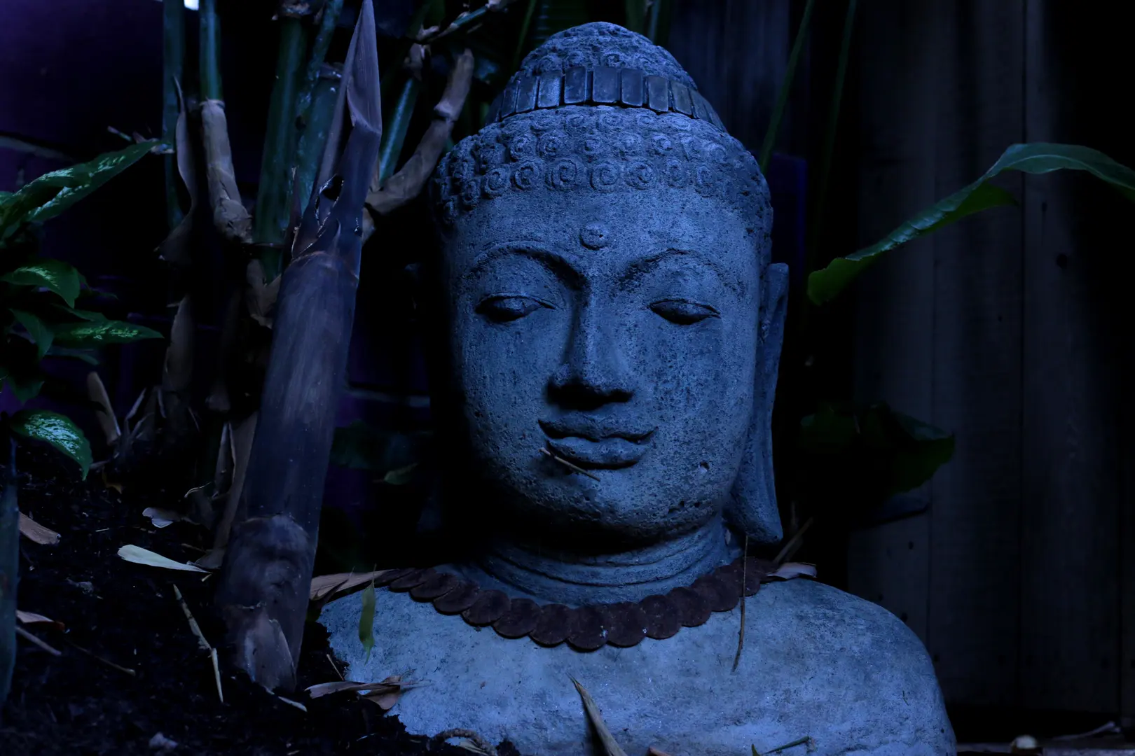Serene Buddha statue illuminated by soft blue light at night.